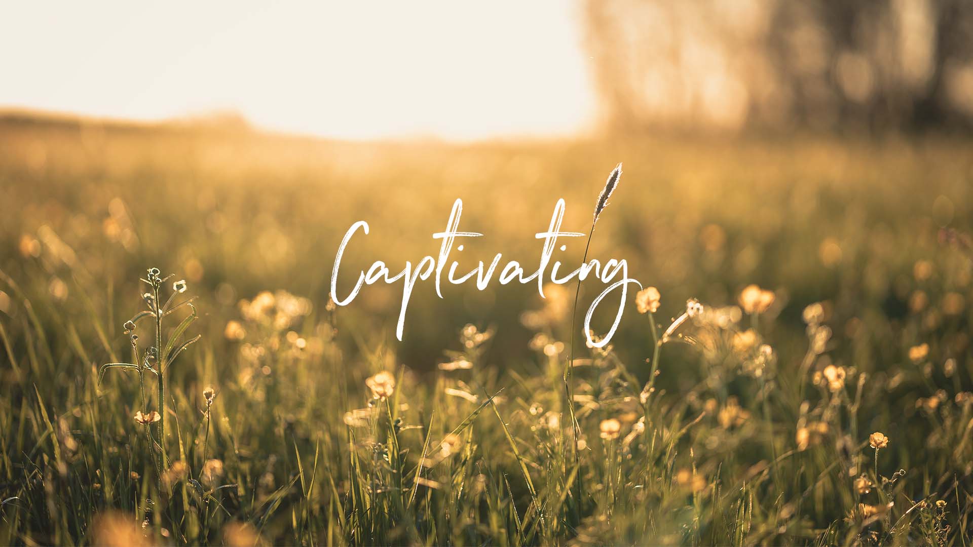 Captivating (For Women)

6-Week Series
Next session to be determined
